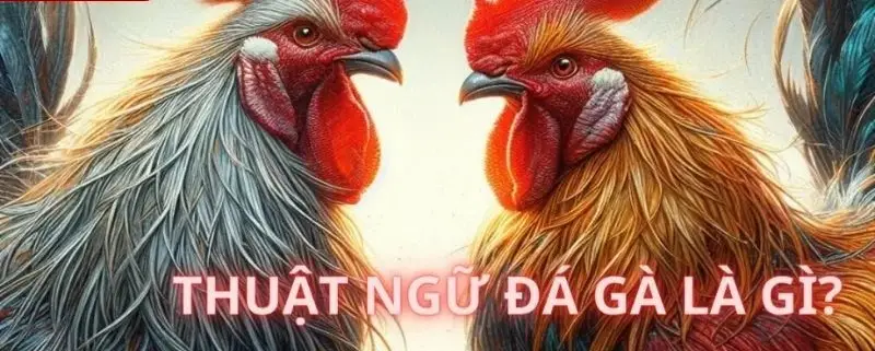 cac thuat ngu ca cuoc da ga 683ab18d2ac57