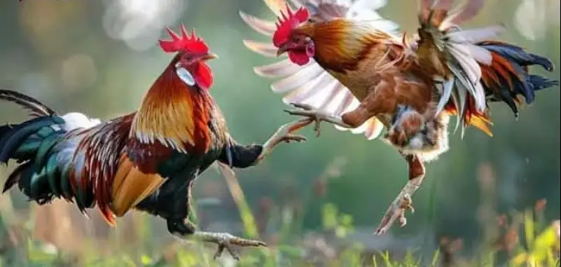 Các thuật ngữ cá cược đá gà - Khám Phá Thế Giới Đầy Kịch Tính Của Trò Chơi Này