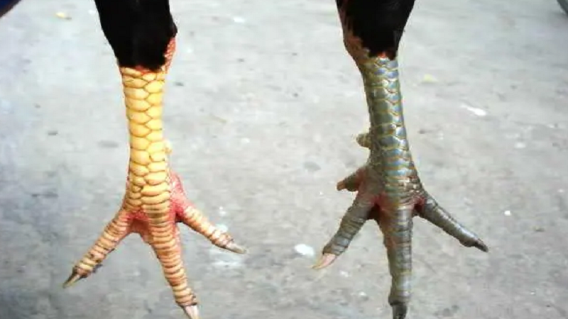 Các thuật ngữ cá cược đá gà - Khám Phá Thế Giới Đầy Kịch Tính Của Trò Chơi Này