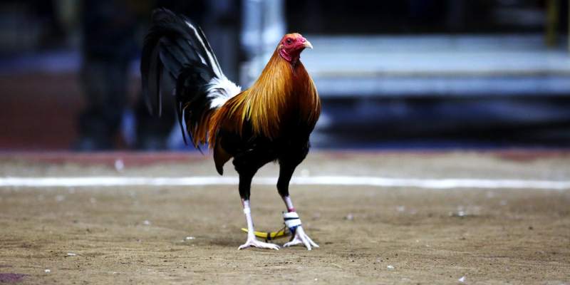 Đá gà trực tiếp 4K nhà cái Rik88 - Trải nghiệm không thể bỏ lỡ