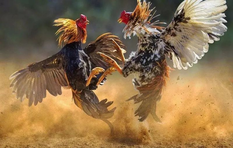 Trực tiếp đá gà cựa dao nhà cái Rik88 - Đam mê và Chiến thắng