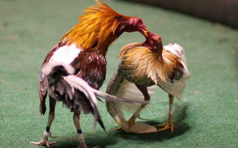 Trực tiếp đá gà cựa dao nhà cái Rik88 - Đam mê và Chiến thắng