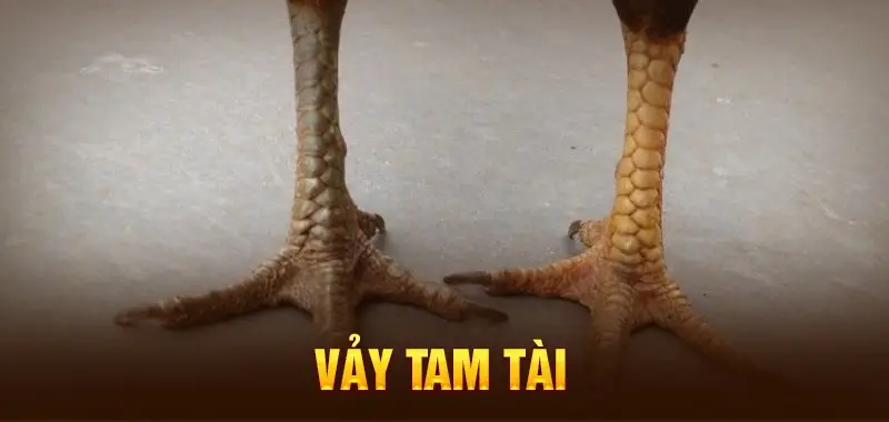 vay ga tam tai la gi 683ab19137204