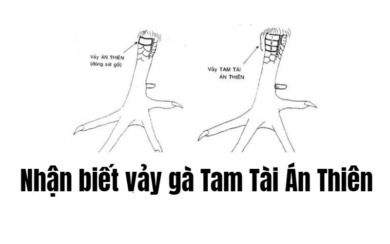 Vảy gà tam tài là gì - Khám Phá Bí Ẩn Đằng Sau Loại Vảy Này