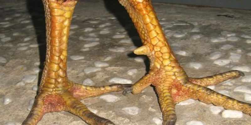 Vảy gà tam tài là gì - Khám Phá Bí Ẩn Đằng Sau Loại Vảy Này