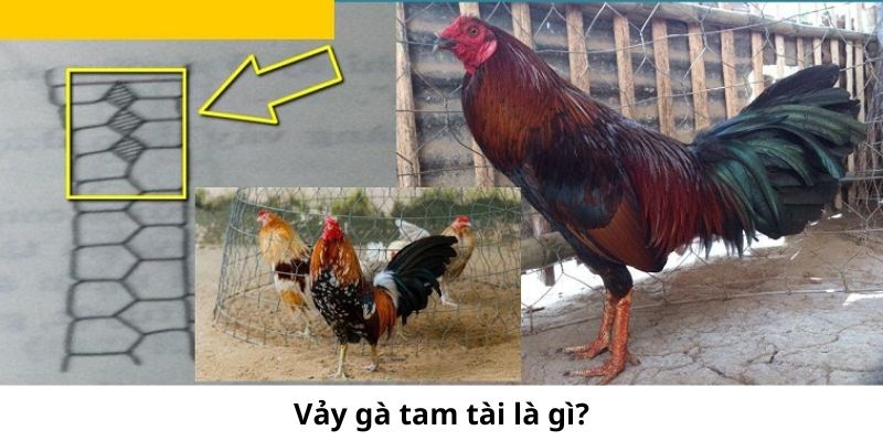 Vảy gà tam tài là gì - Khám Phá Bí Ẩn Đằng Sau Loại Vảy Này