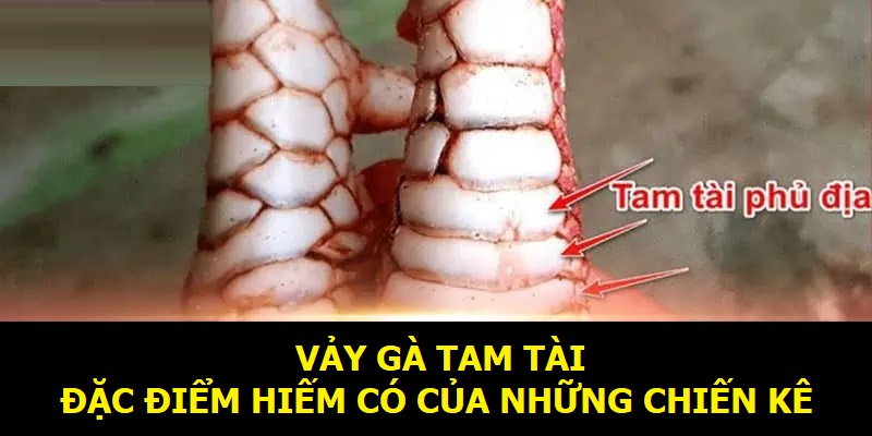 Vảy gà tam tài là gì - Khám Phá Bí Ẩn Đằng Sau Loại Vảy Này
